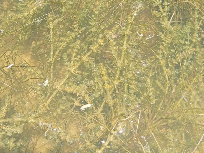 Chara canescens - datail