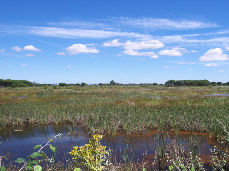 Doñana Meeting